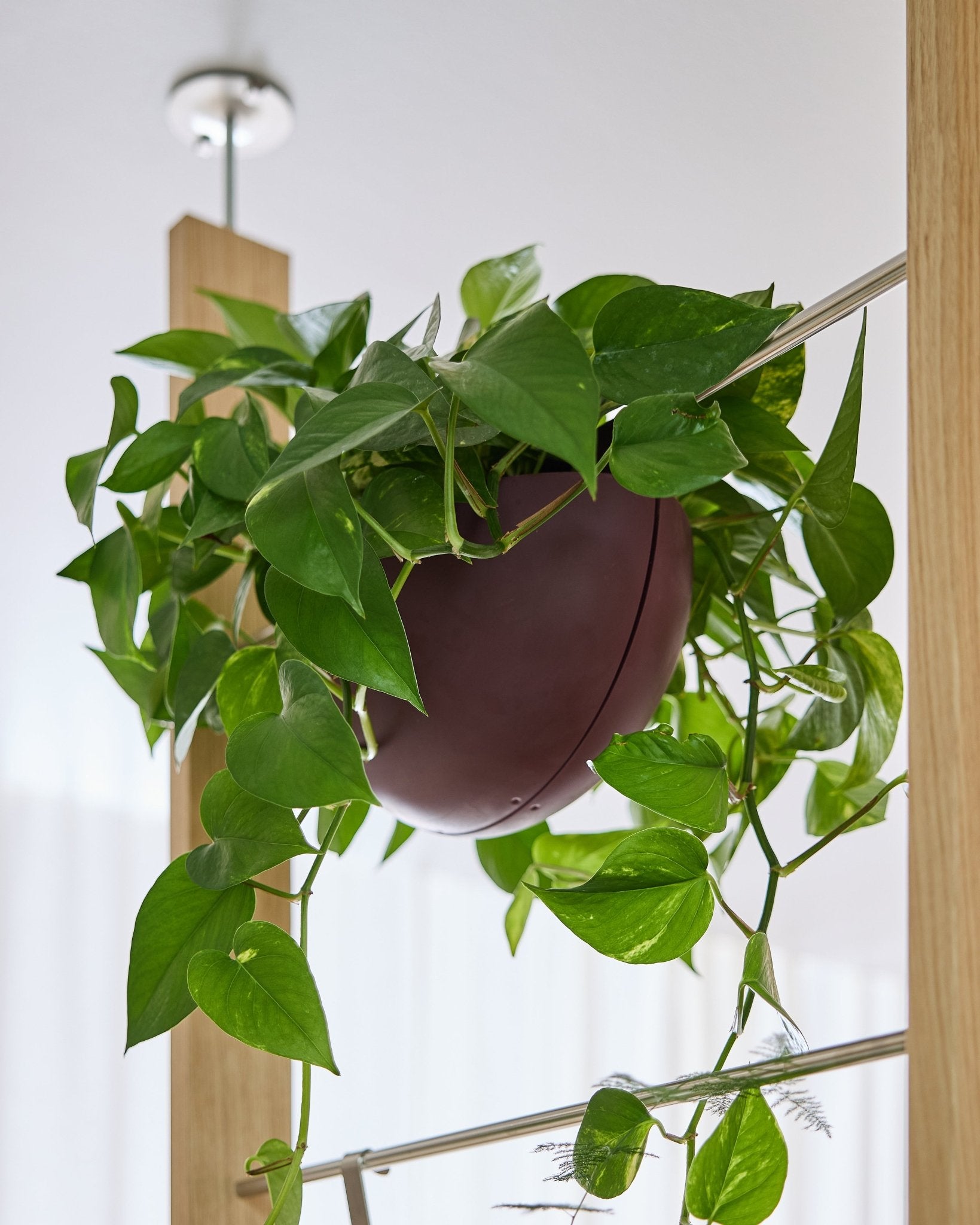 Een pothos groeit in een Gro Soft Pocket BM2 Ox Red (4 l) van WoodUpp en hangt binnenshuis aan een akoestisch paneel, waarbij de ranken naar beneden hangen.